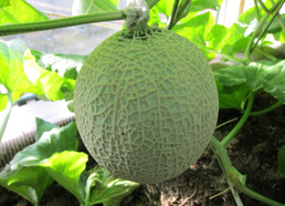 果物の栽培方法